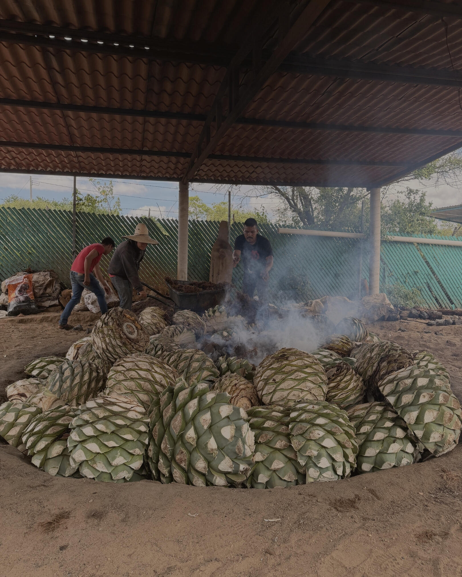DAY 3: rooted in the agave fields